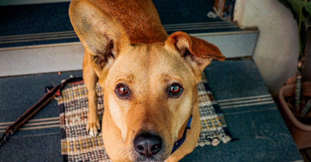 おすすめのトランポリンとマットセット5種類が並んでいる室内の様子