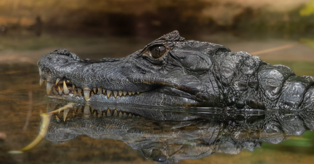 手すり付きトランポリンの価格帯別おすすめと選び方のイメージ