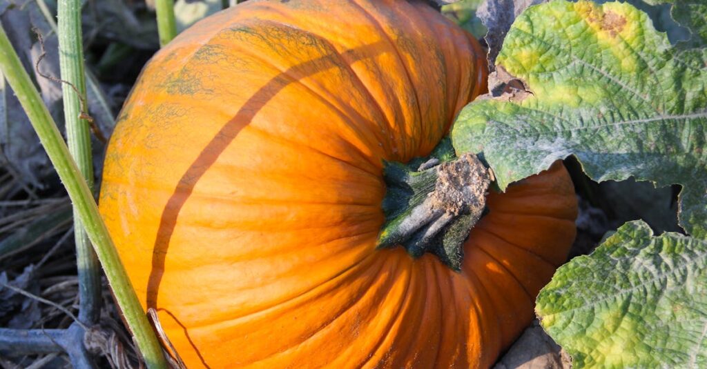 トランポリンダイエットによって脂肪燃焼が促進されているイメージ。全身運動としてカロリー消費も高い。