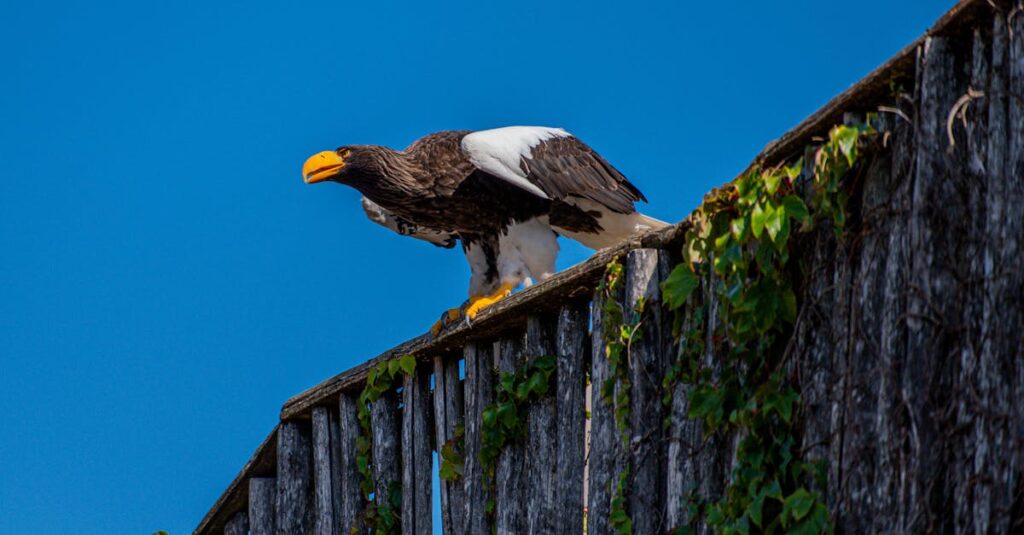 トランポリンの耐荷重と子ども用遊具に関する安全基準ガイドライン