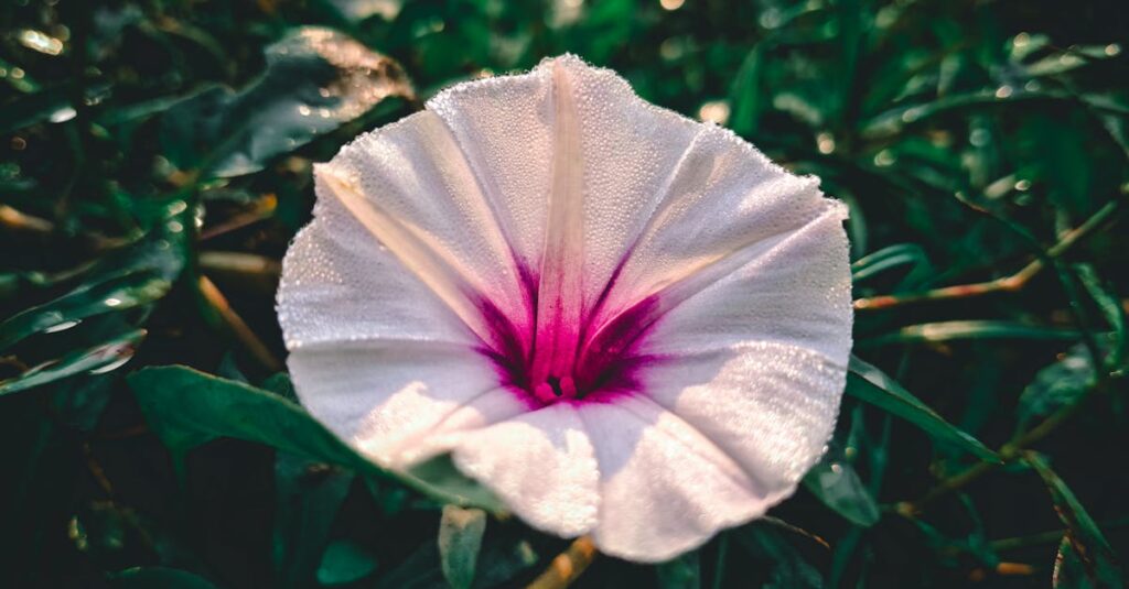 芝生やコンクリートなどの地面に適したトランポリン用アンカーの比較と設置方法