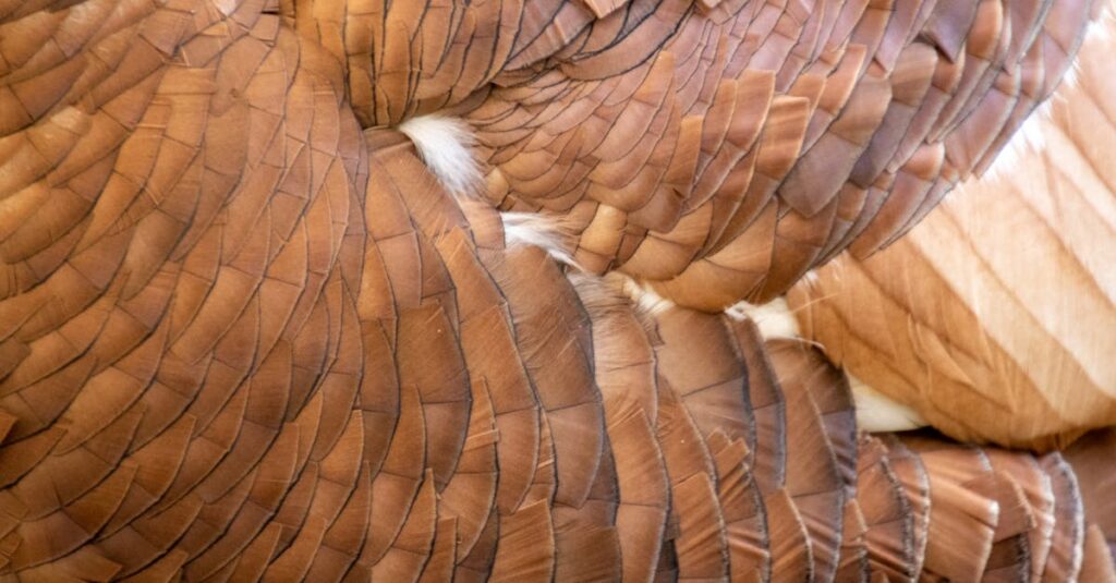 トランポリン運動前後にウォームアップとクールダウンを行うイメージ