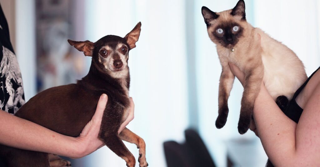 ペットがトランポリンネットで遊んで破れるイメージ