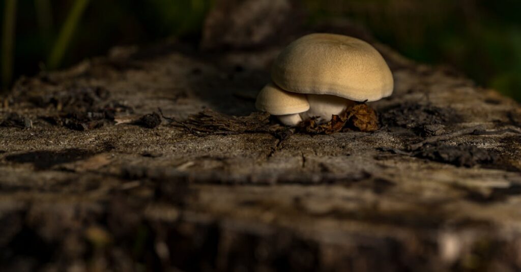 幼児から小学生までの子どもがトランポリンを通じて得られる発達効果を5つの視点で解説