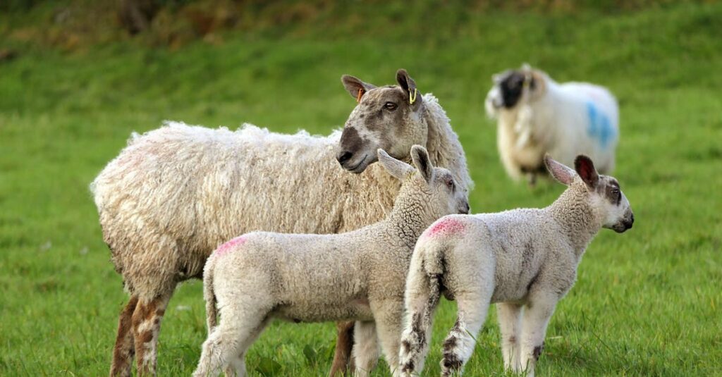 トランポリン運動と他の運動を組み合わせるイメージ